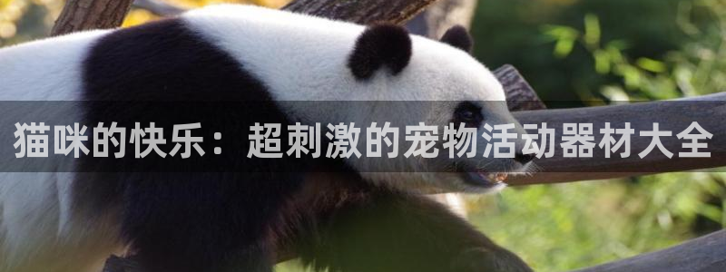 凯捷体育开户：猫咪的快乐：超刺激的宠物活动器材大全